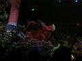 Festival of the Lion King (2)